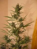 An image of Silver Haze #9