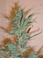 An image of Silver Haze #9