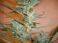 An image of Silver Haze #9
