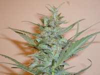 An image of Silver Haze #9