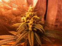 An image of Skunk Kush