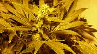 An image of Skunk #1