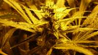 An image of Skunk #1