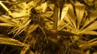 An image of Skunk #1