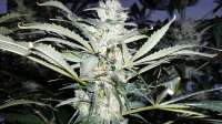 An image of Skunk #1