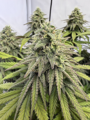 An image of Sweet Cherry Kush