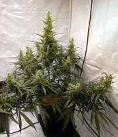 An image of Sweet Cherry Kush