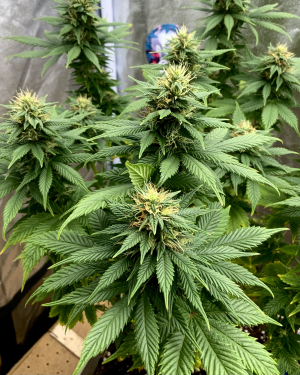 Bubble Gum: strain page photo, credit seedfinder.eu, copyright status shown with credit copyright unverified