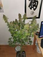 Chronic: strain page photo, credit seedfinder.eu, copyright status shown with credit copyright unverified