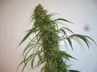 Kali Mist: strain page photo, credit seedfinder.eu, copyright status shown with credit copyright unverified