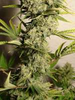 An image of White Russian