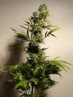 An image of White Russian