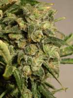 An image of White Russian