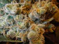 An image of White Russian