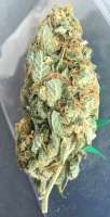 White Russian: strain page photo, credit seedfinder.eu, copyright status shown with credit copyright unverified