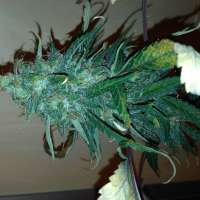 An image of Marley's Tribute