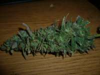UK Cheese: strain page photo, credit seedfinder.eu, copyright status shown with credit copyright unverified