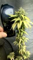 UK Cheese: strain page photo, credit seedfinder.eu, copyright status shown with credit copyright unverified