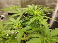 Auto Gorilla Shizzle archive 1