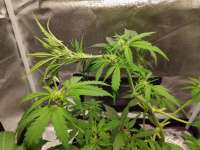 Auto Gorilla Shizzle archive 4