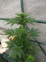 An image of Super Cali Haze