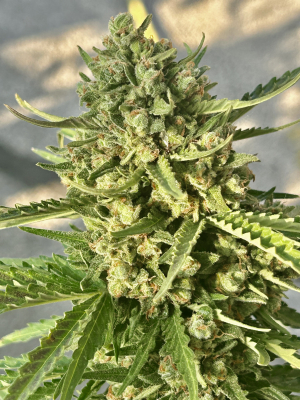 An image of Critical + 2.0 Auto