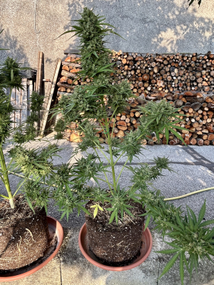 An image of Critical + 2.0 Auto