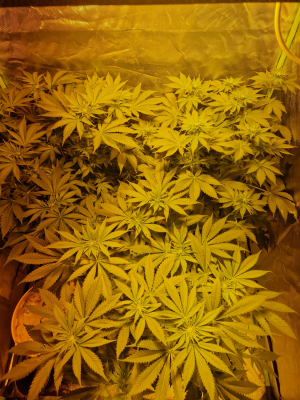 An image of Moby Dick