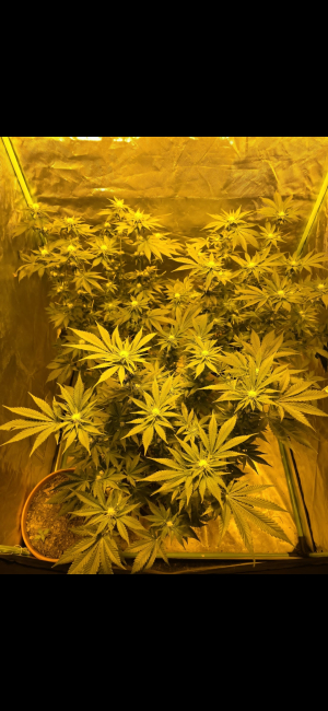 An image of Moby Dick