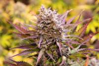 Magnum Cookies Auto archive 3