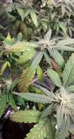 Blue Power: strain page photo, credit seedfinder.eu, copyright status shown with credit copyright unverified