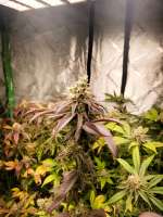 Deer in the Headlights