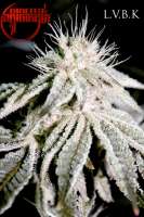 Las Vegas Bubba Kush archive 1