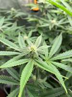 Night Wedding archive 3