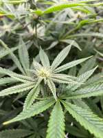 Night Wedding archive 2