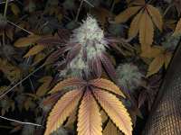 An image of Platinum Delights
