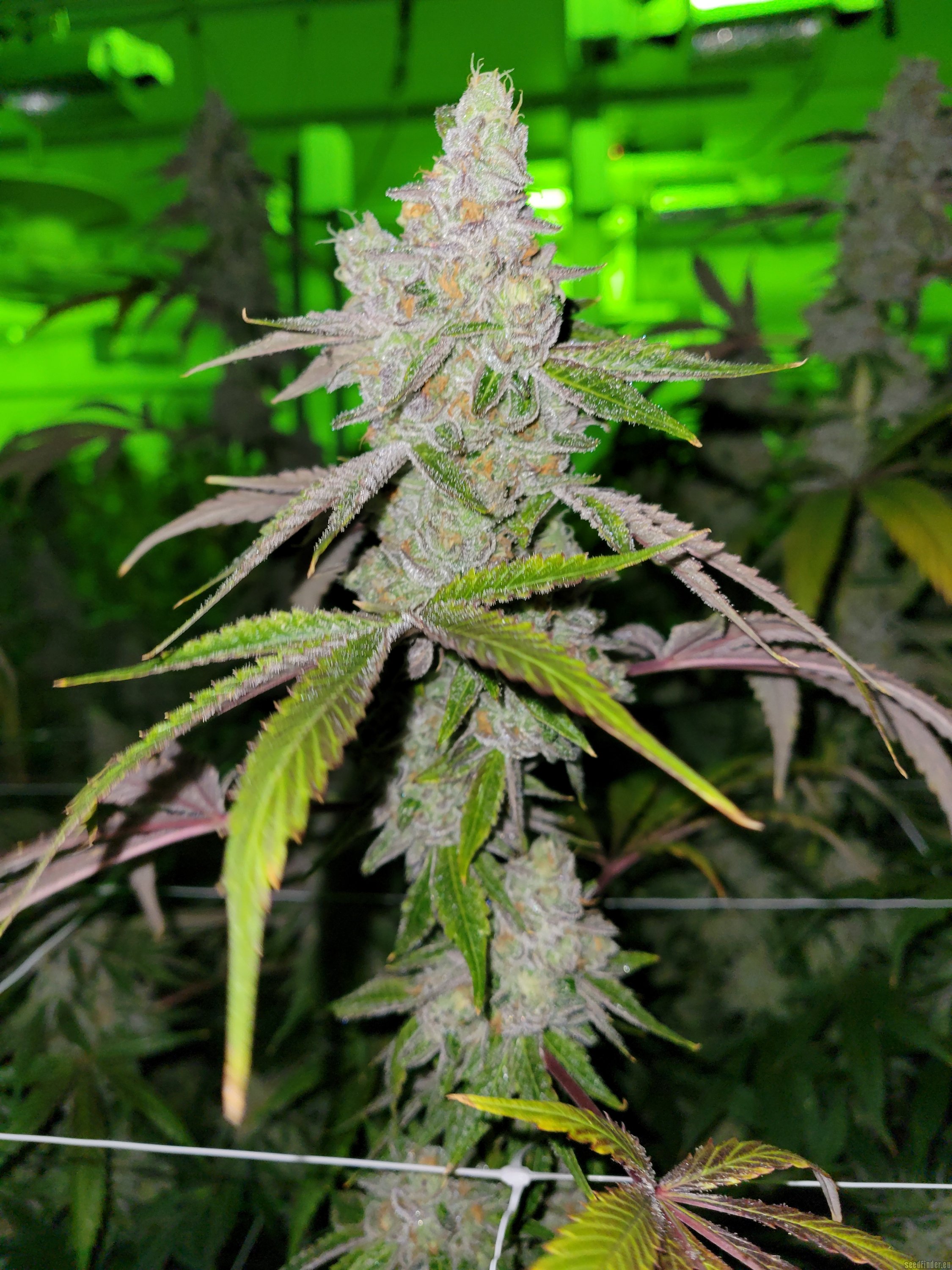 SinMint Cookies flowering cannabis, as labeled by the cited photo source