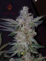 SinMint Cookies: strain page photo, credit seedfinder.eu, copyright status shown with credit copyright unverified