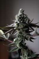 SinMint Cookies: strain page photo, credit seedfinder.eu, copyright status shown with credit copyright unverified