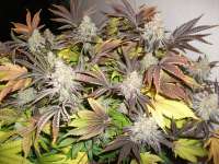 SinMint Cookies: strain page photo, credit seedfinder.eu, copyright status shown with credit copyright unverified