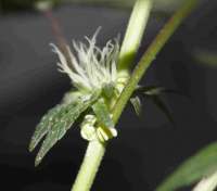 Tangerine Power archive 4