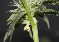 Tangerine Power archive 2