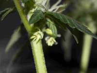 Tangerine Power archive 3