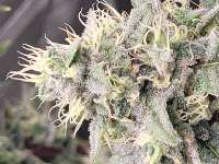 Vanilla Gelato archive 0