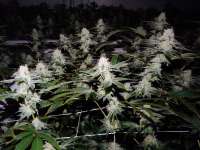 GMO Cookies: strain page photo, credit seedfinder.eu, copyright status shown with credit copyright unverified