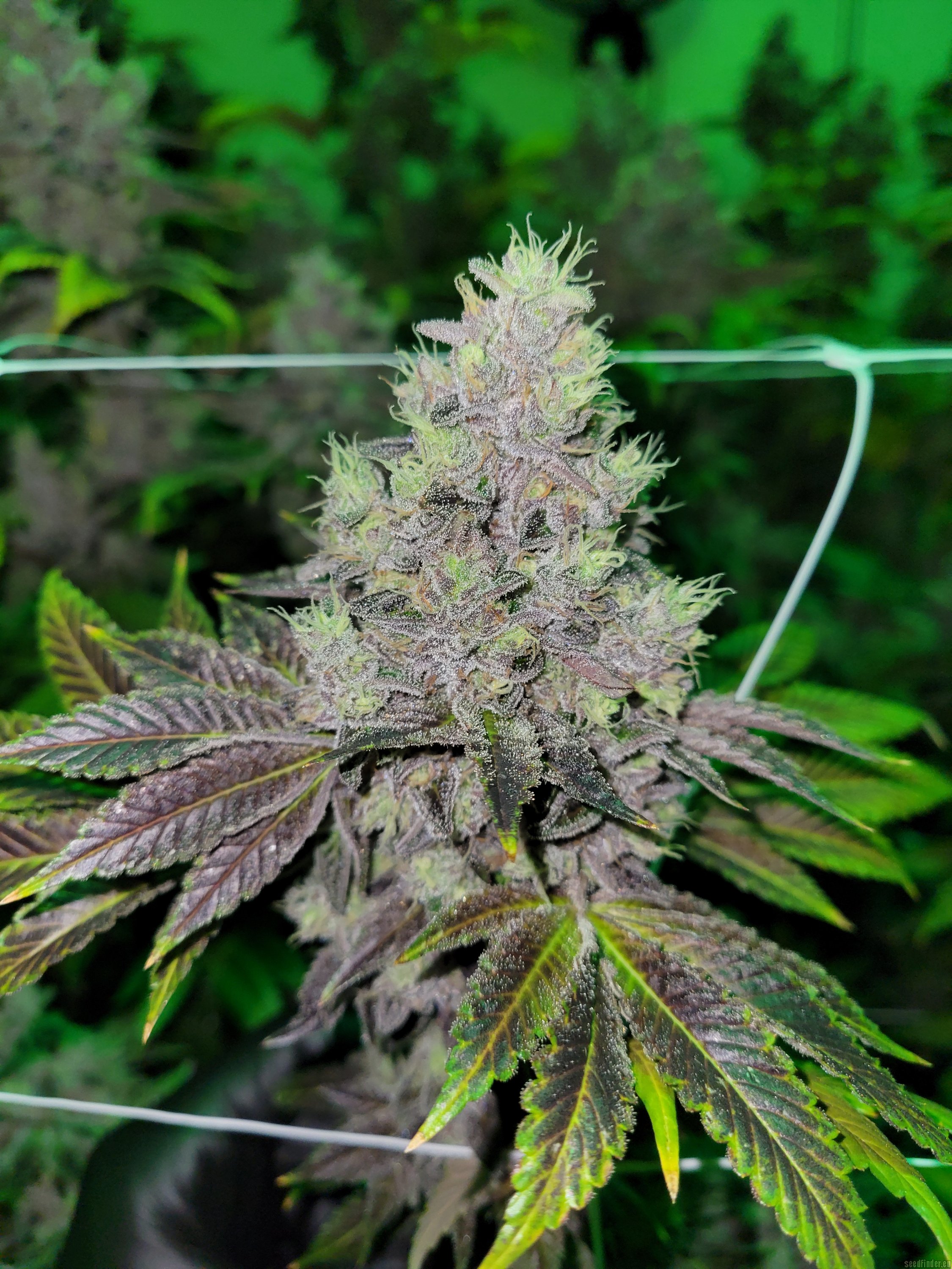 Han Solo Hashplant flowering cannabis, as labeled by the cited photo source