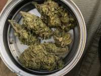 Modified Banana: strain page photo, credit seedfinder.eu, copyright status shown with credit copyright unverified