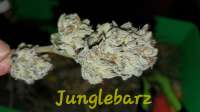An image of Junglebarz
