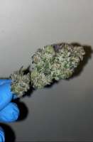 An image of Junglebarz