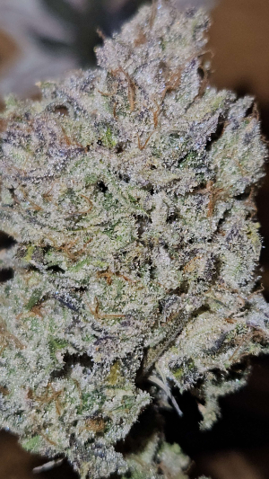 An image of Junglepops